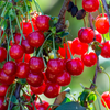 New harvest of Prunus cerasus sour cherry, tart or dwarf cherry in, sunny garden with cherry trees