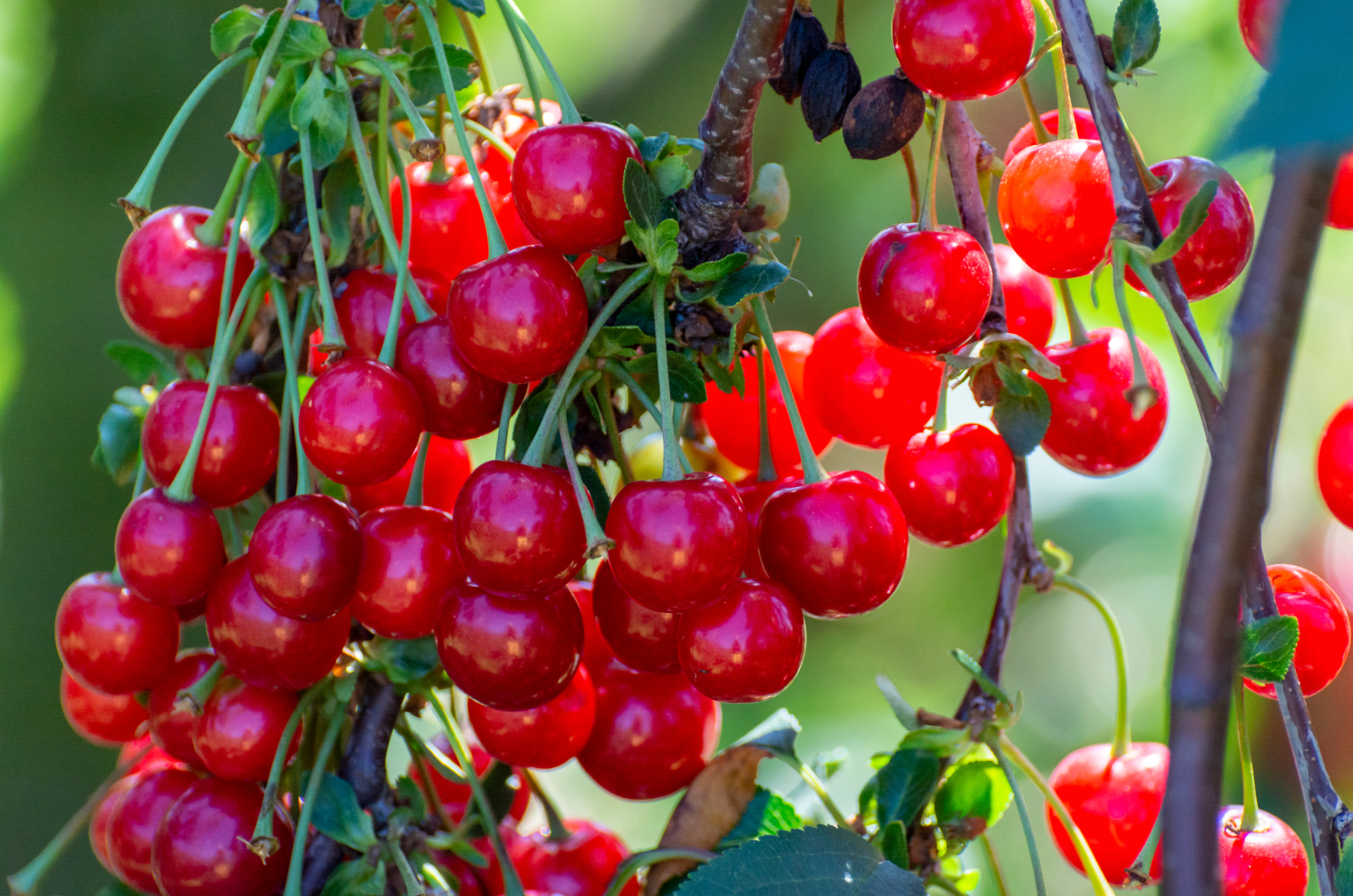 New harvest of Prunus cerasus sour cherry, tart or dwarf cherry in, sunny garden with cherry trees