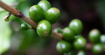 Plant-Powered Caffeine