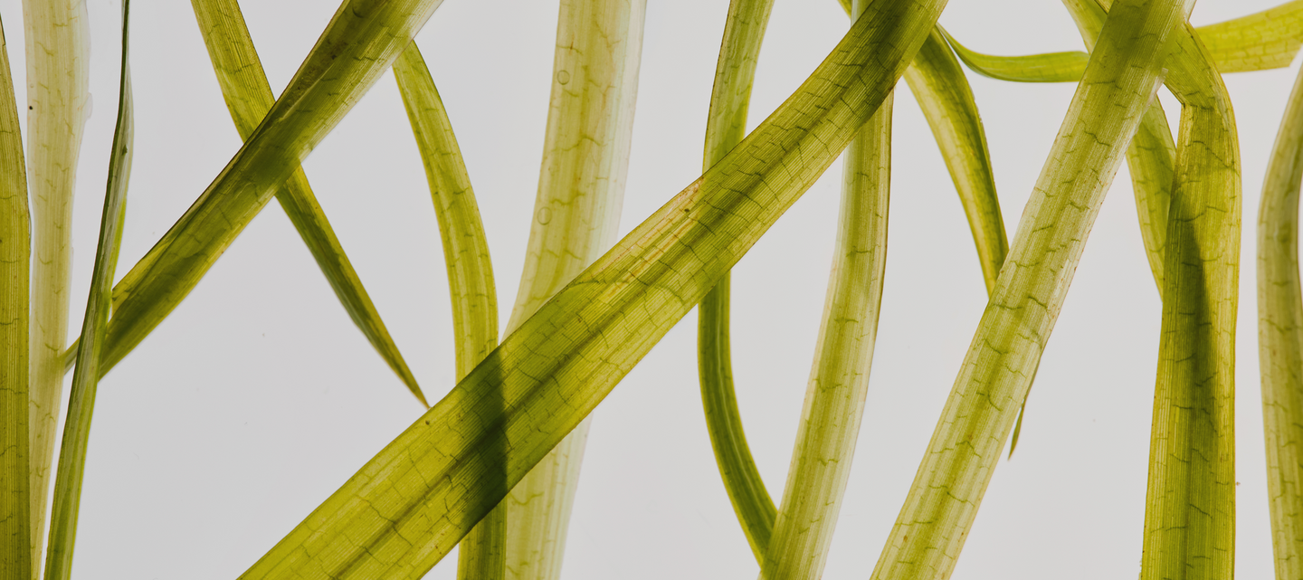 Fucoidan polyphenol complex