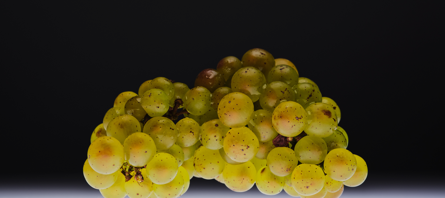 GRAPE SEED EXTRACT