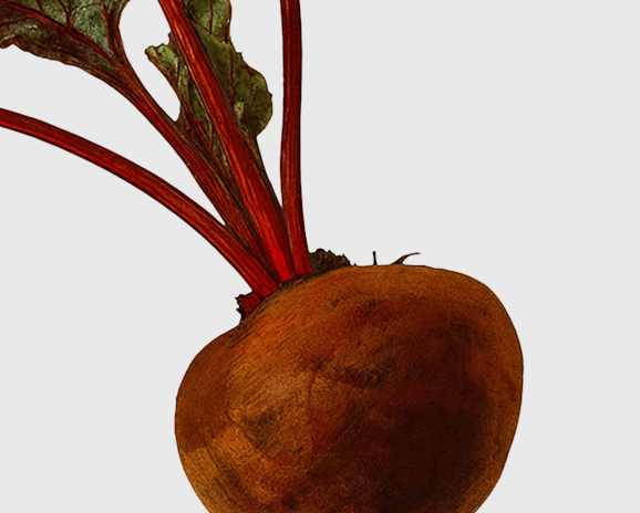 Beetroot
