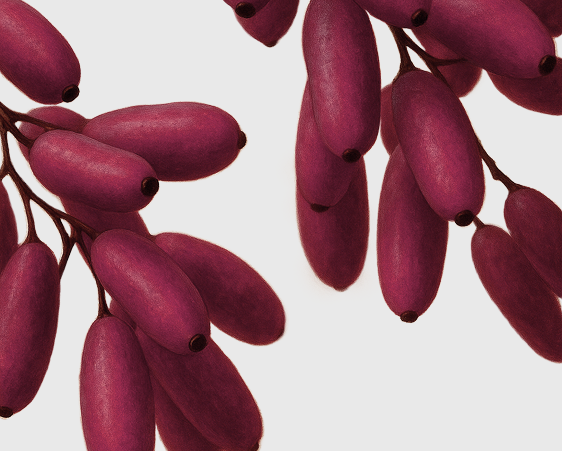 berberine