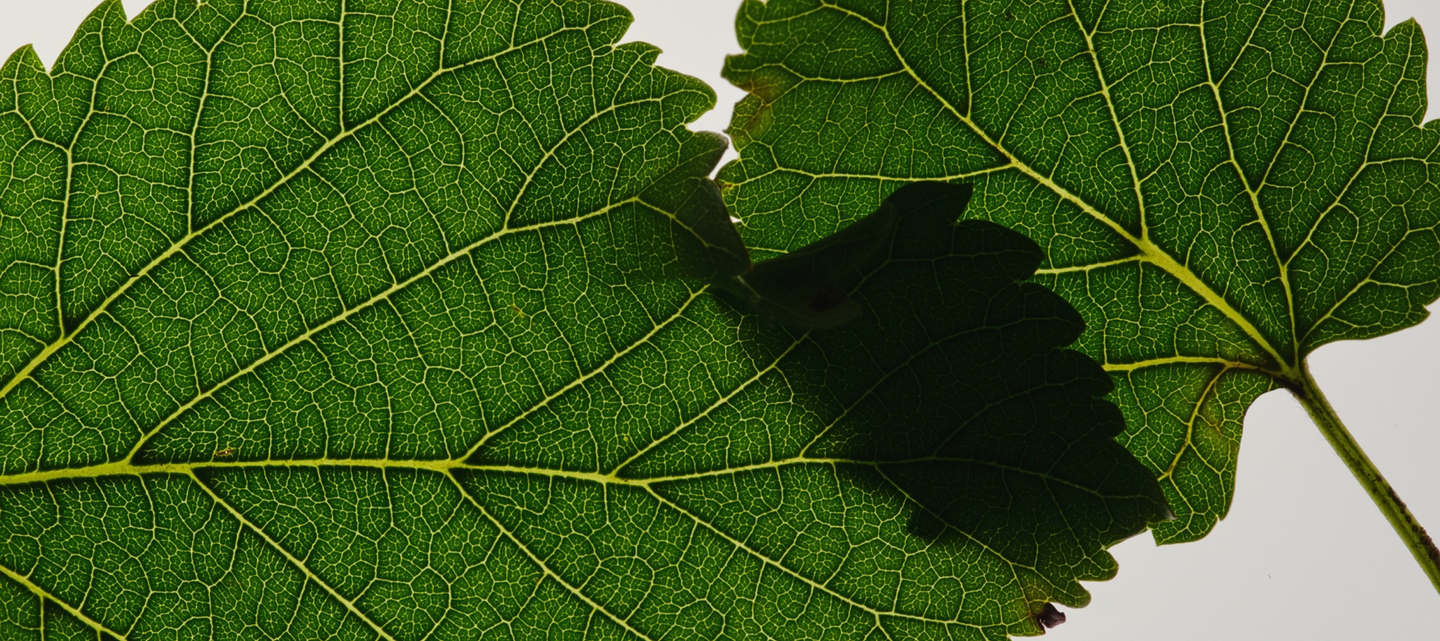mulberry leaf extract