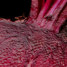 Beet the Odds: What Beetroot Does for Nitric Oxide and Cardiovascular Health