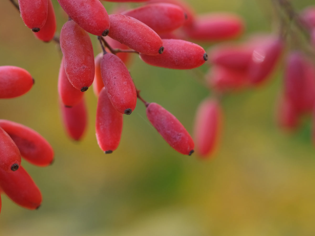Ingredient Spotlight: The Power of Berberine