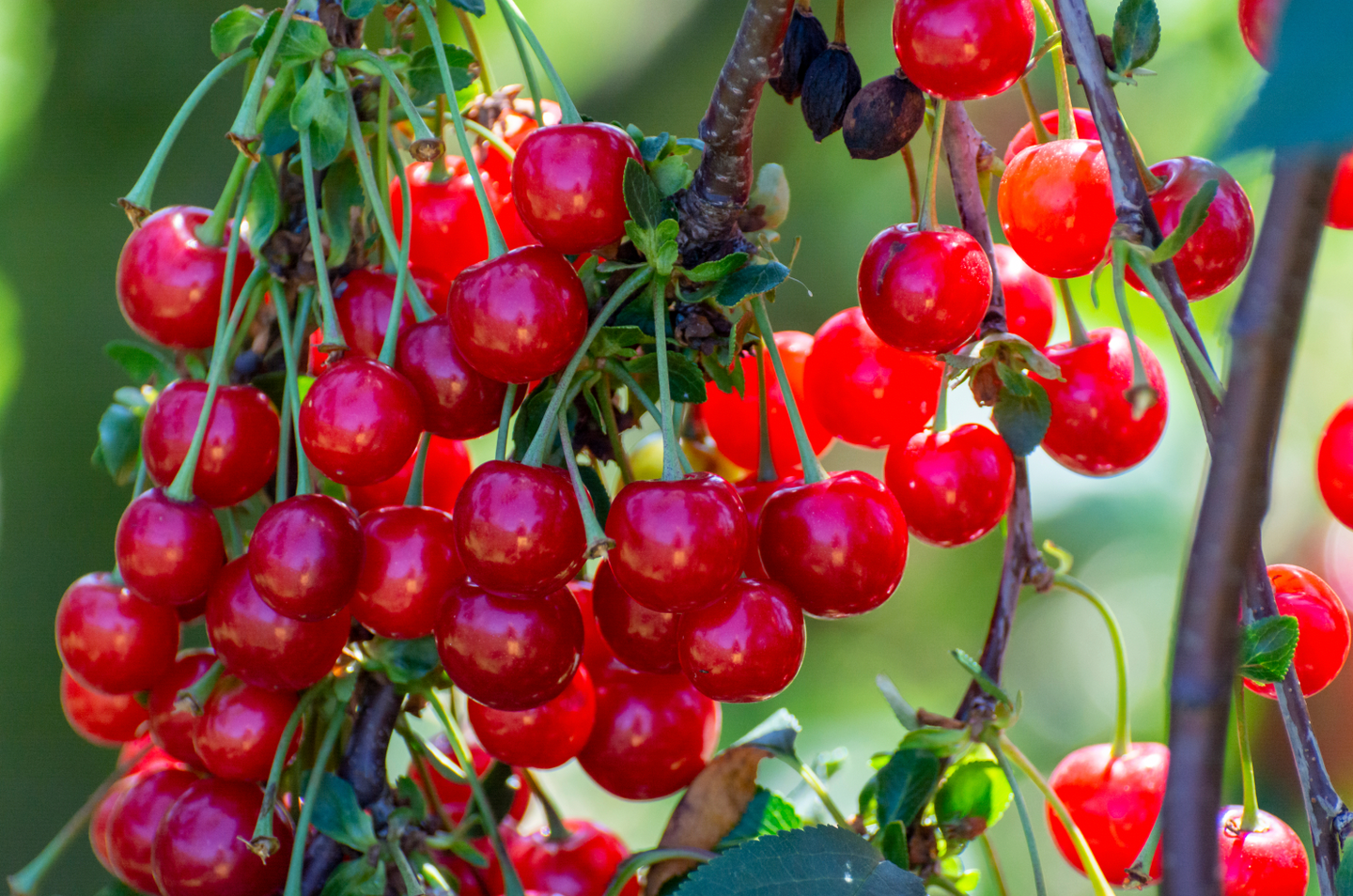 New harvest of Prunus cerasus sour cherry, tart or dwarf cherry in, sunny garden with cherry trees