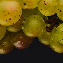 The Amazing Grape: How Grape Seed Extract Supports Cardiovascular Health