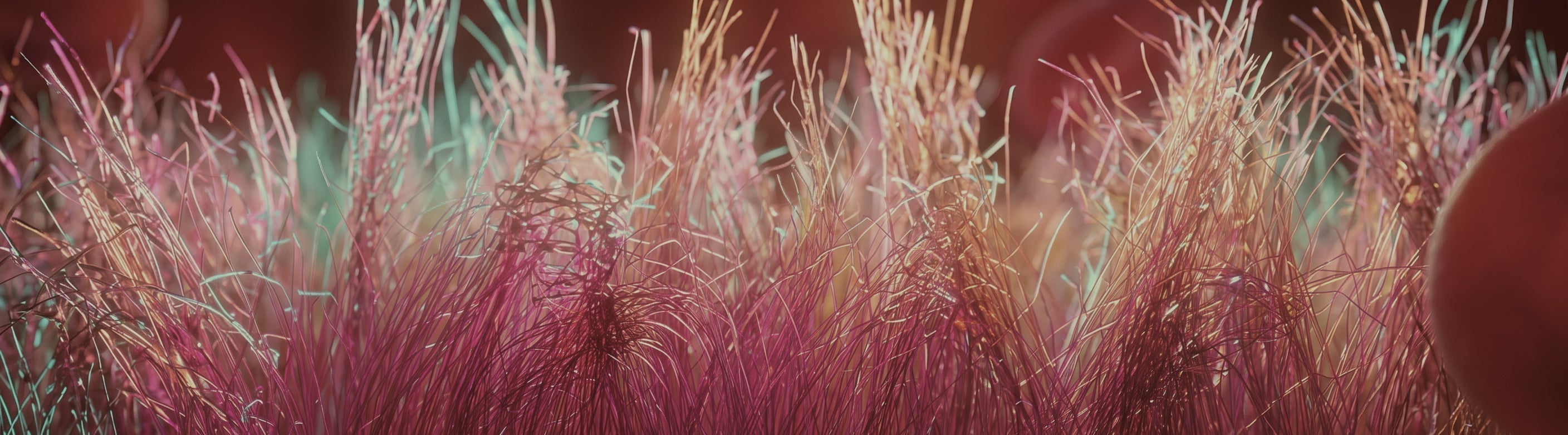 The Foundation of Cardiovascular Health Begins In Your Blood Vessels: A Science-Based Look at the Endothelial Glycocalyx and the Nutrients That Support Vascular Health and Longevity