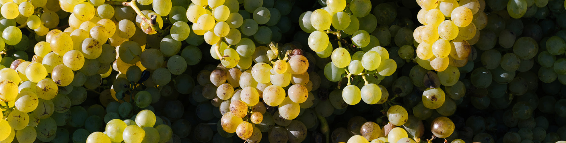 Grape Seed Extract for Blood Pressure: Clinical Study Summary