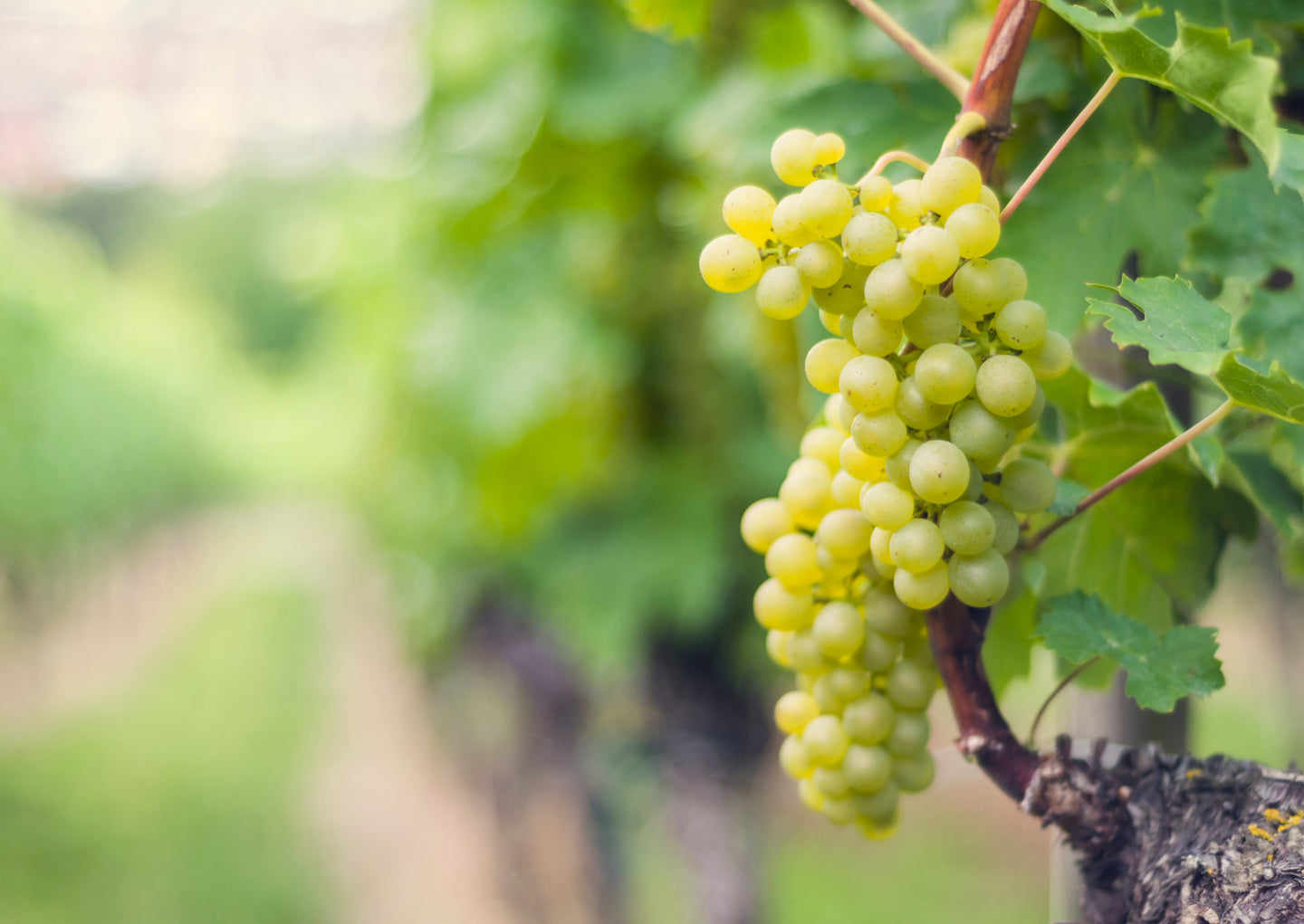 Fresh green grapes on a vine