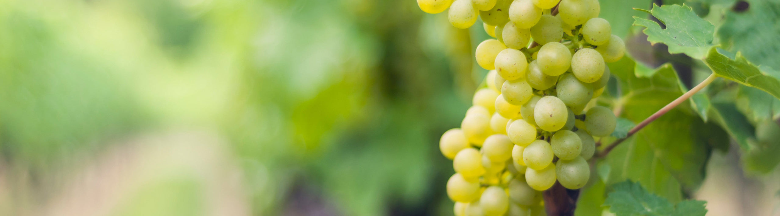 Fresh green grapes on a vine