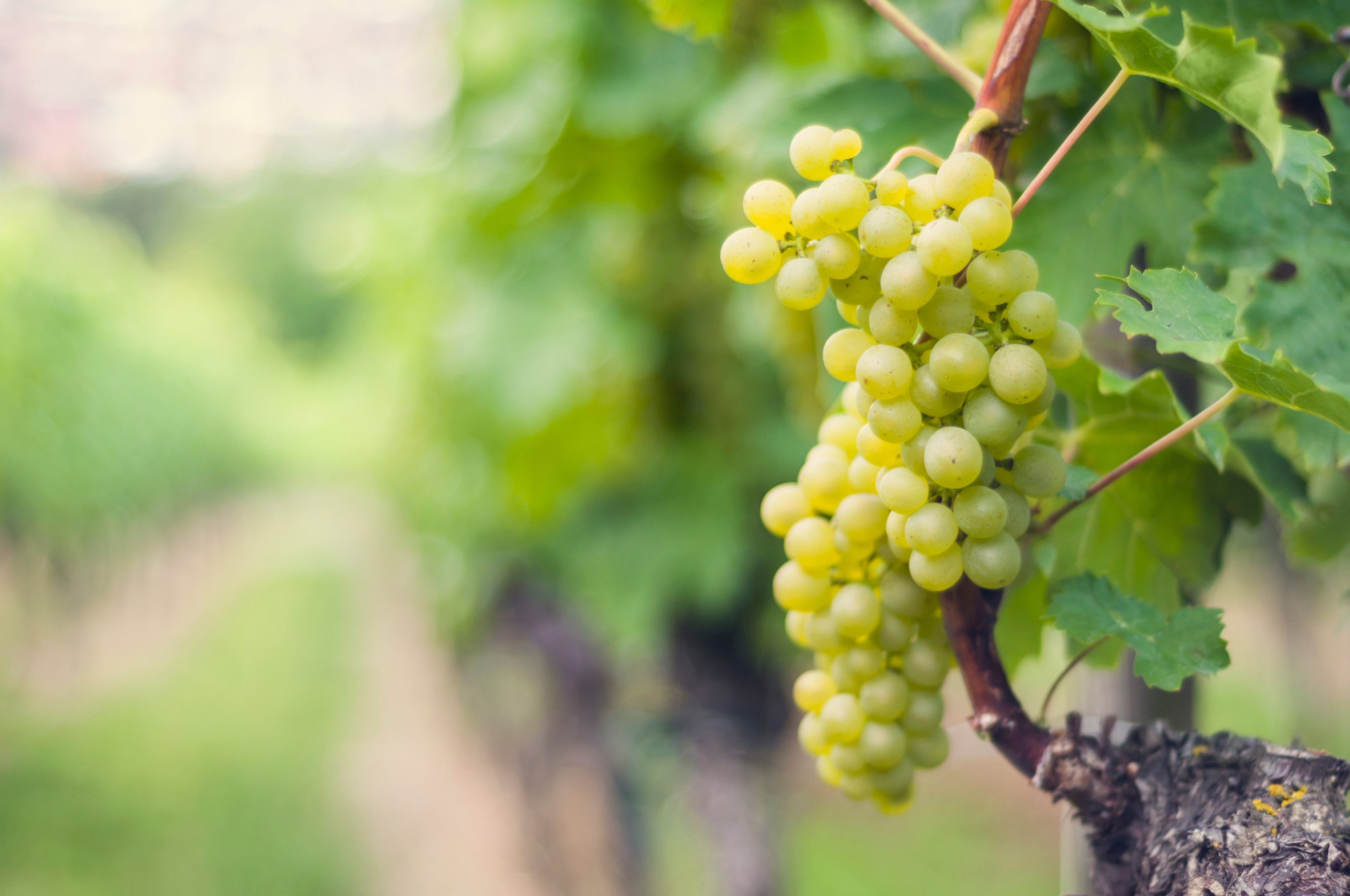What You Need to Know About Grape Seed Extract (3 Top Benefits)