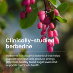 Berberine Supplement - Metabolic Support | SuperBerine | humanâ¿