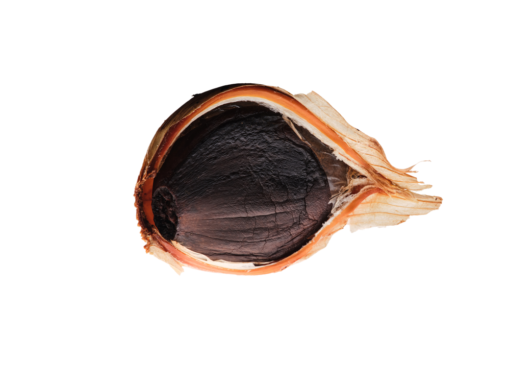 A single garlic bulb end showing the dark brown seed and light tan papery skin