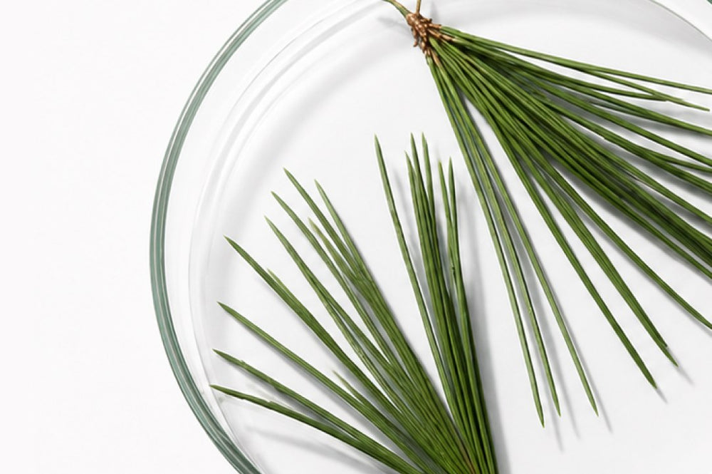 Pine needles in a glass dish