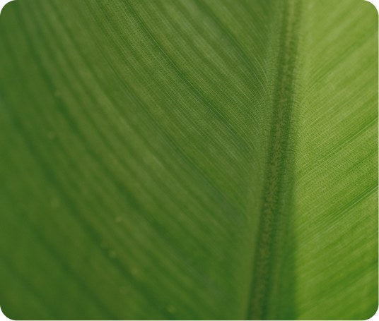 Close-up of a green leaf