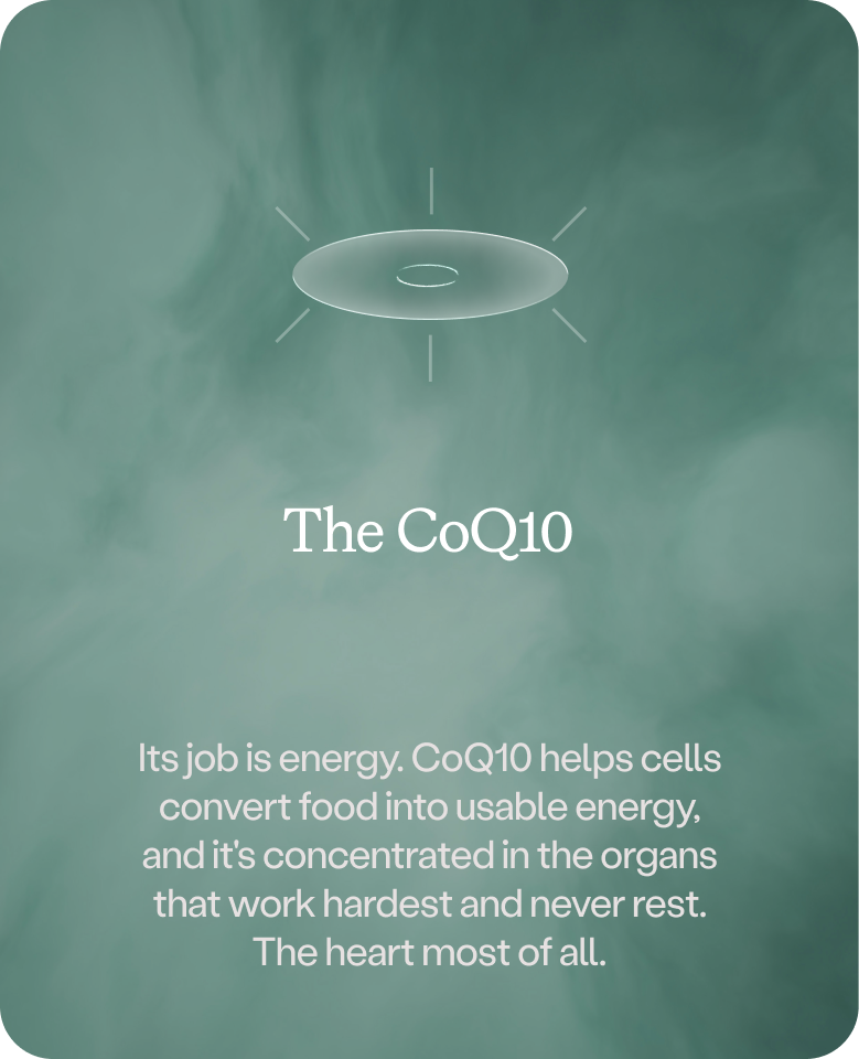 The CoQ10: helps cells convert food into usable energy