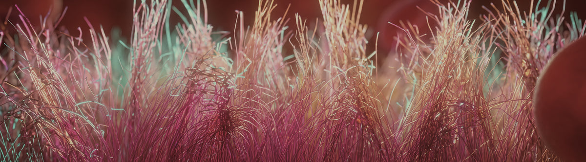 The Foundation of Cardiovascular Health Begins In Your Blood Vessels: A Science-Based Look at the Endothelial Glycocalyx and the Nutrients That Support Vascular Health and Longevity