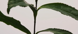 GREEN TEA EXTRACT
Phytosome
