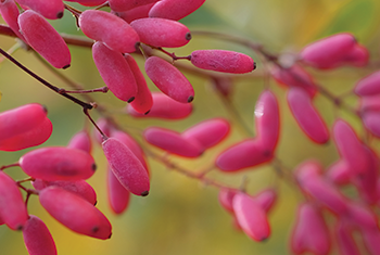 Berberine