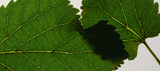 mulberry leaf extract